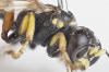 Psammaecius punctulatus
